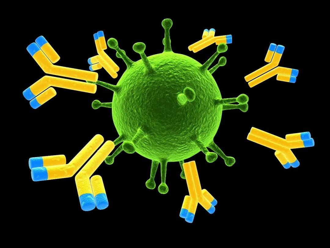 克隆抗体是什么_克隆抗体检测是什么意思_呼吸道合胞病毒单克隆抗体