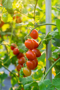 番茄花园重装系统教程_番茄花园系统安装过程_系统之家番茄花园
