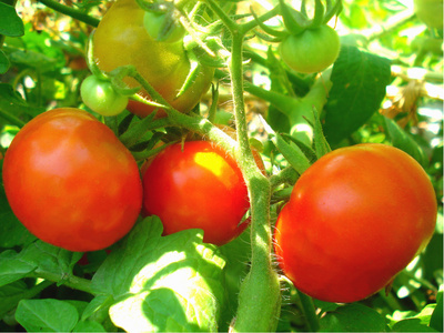 系统之家番茄花园_番茄花园系统安装过程_番茄花园重装系统教程