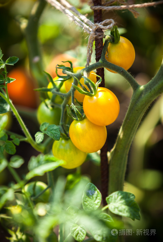 番茄花园重装系统教程_番茄花园系统安装过程_系统之家番茄花园