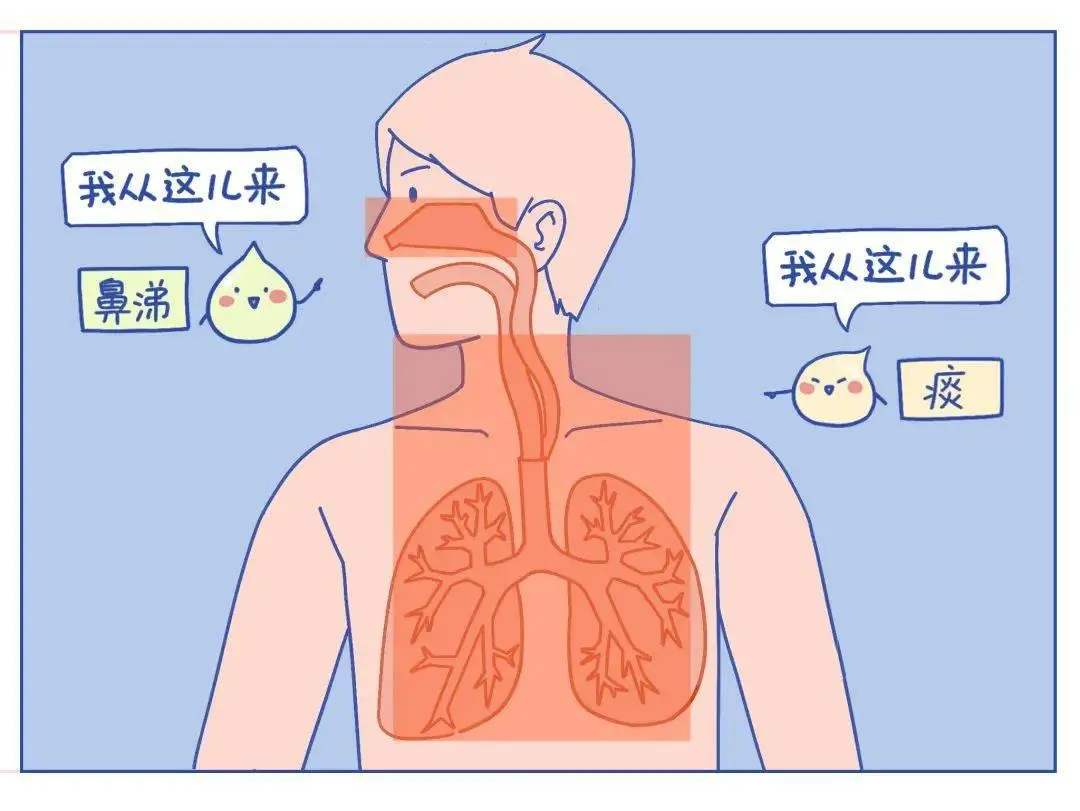 肺癌咳嗽白痰_咳白痰是肺癌的前兆吗_咳白痰是肺癌