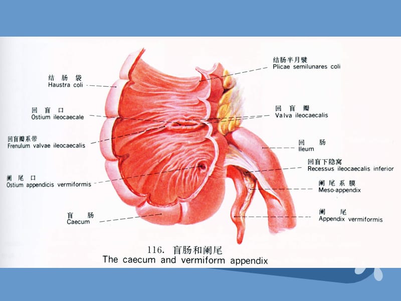 急性阑尾炎术后并发症护理_急性阑尾炎术后并发症护理_急性阑尾炎并发症的护理