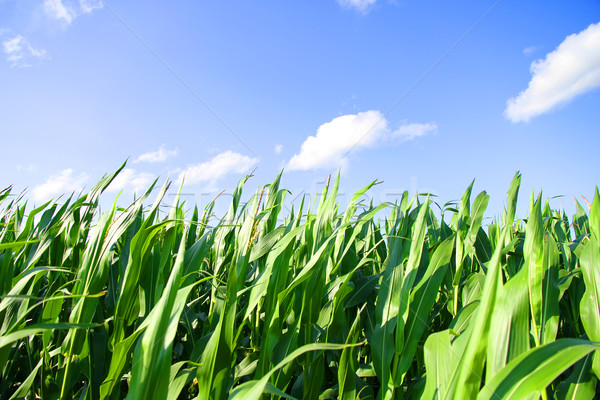 corn 每天 1 点执行-午夜 1 点，神秘玉米的日常行动：时间管理大师的派对与任务