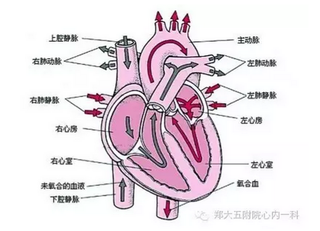 护理冠心病要点有哪些_护理冠心病患者的注意事项_冠心病的护理要点