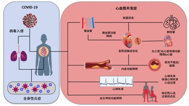 高血压冠心病怎么调理_调理血压冠心病高血压的药_高血压冠心病常吃的调理中药