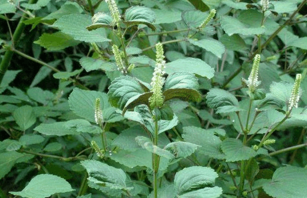 头疼汤_头疼汤药_头疼汤配方