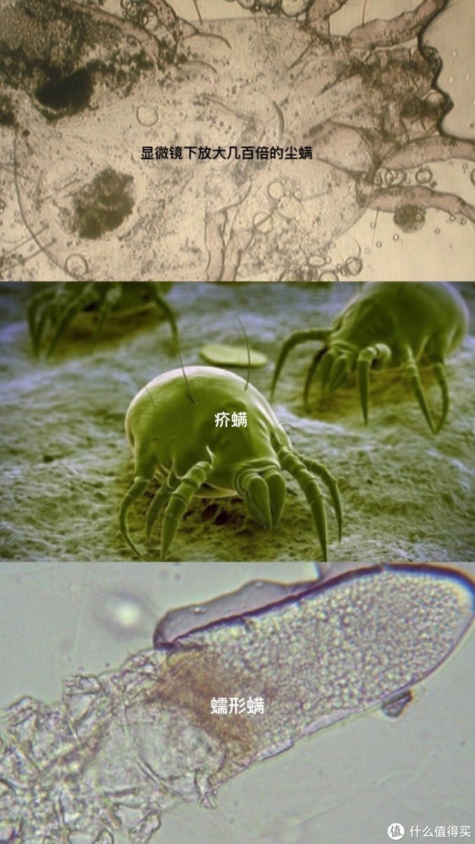 牛犇病毒_最近牛病毒_牛和病毒