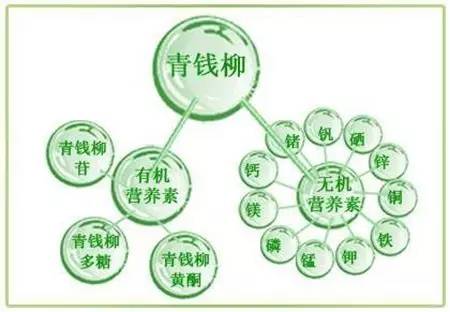 植物胰岛素以太坊,未来医疗革命的绿色新篇章
