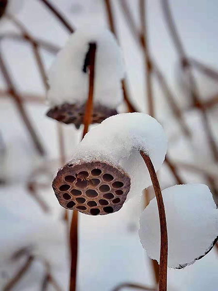 雪荷花