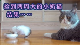 加入快猫telegeram,社交新宠儿的崛起之路