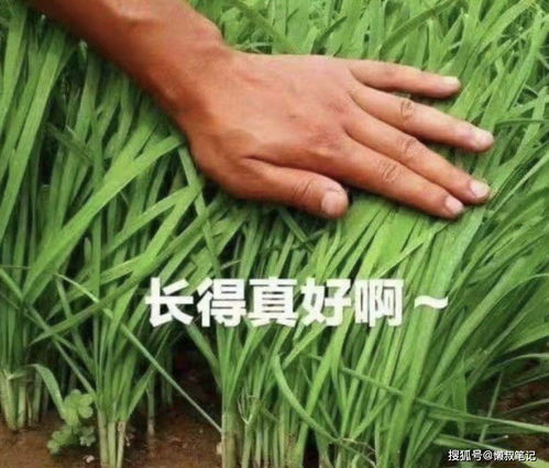 加密货币割韭菜有多疯狂,疯狂背后的金融陷阱