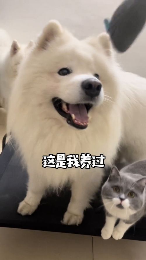 保卫我的狗狗最新手游下载1.0 
