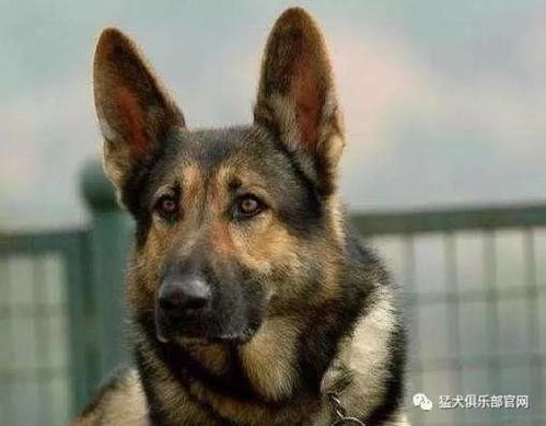狙击之王幽灵战士免费版下载 