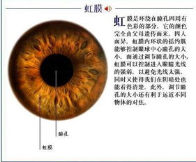虹膜系统如何恢复安卓,技术解析与应用实践