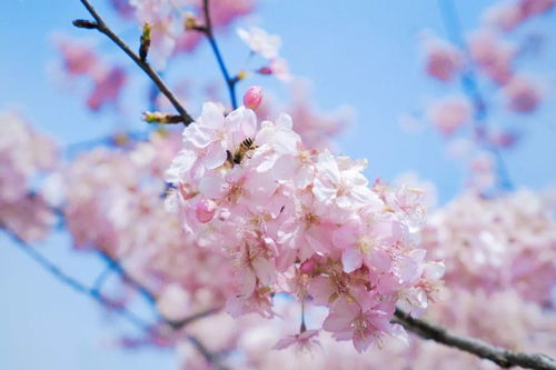 樱花校园二次元恋爱樱花校园二次元恋爱2024 