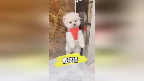 快点躲起来僵尸大作战 