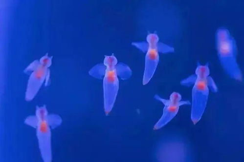 海天星火 
