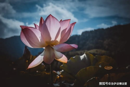 舌灿莲花