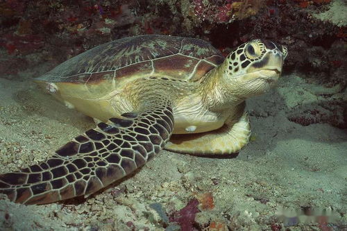 海龟蘑菇汤完整正式版下载 