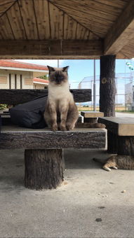 贪玩猫游戏交易最新版下载v1.1.0 